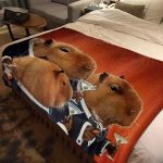 Capybara Club Funny Humor Soft Flannel Throw Blanket Living Room Bedroom Bedspread Blankets for Beds Thin - Capybara Plush